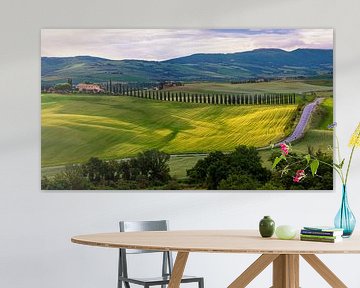 Vue de l'allée de cyprès de l'Agriturismo Poggio Covili sur Adelheid Smitt