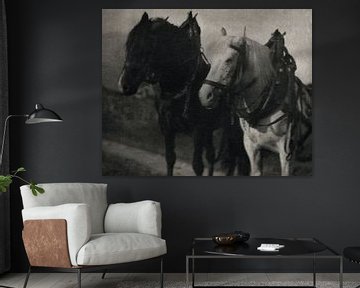 Horses during 20th century by Alfred Stieglitz von Peter Balan