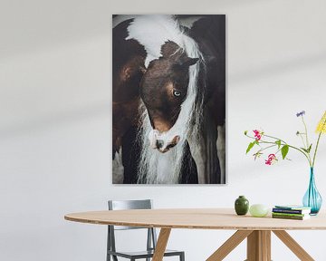 Fine Art Porträt geflecktes Pferd von Shirley van Lieshout