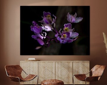 Creatief Paarse Orchidee (Myrmecophila Humboldtij) van Ruurd van der Meulen