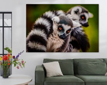 Ring-tailed lemur by PhotoCord Fotografie