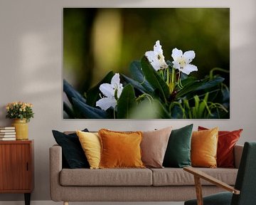 Witte rododendrons van Gerard de Zwaan