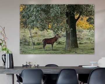 Red deer under the trees by Huub de Bresser
