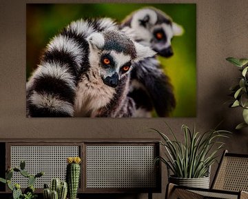 Ringschwanzlemur von PhotoCord Fotografie