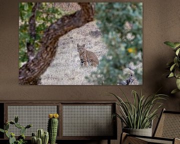 Bobcat foto in de wildernis van Amerika | Rode Lynx