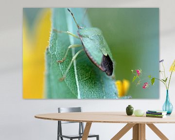 The green shield bug rising in the green leaf by wil spijker