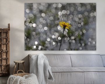 Gele bloem in tegenlicht