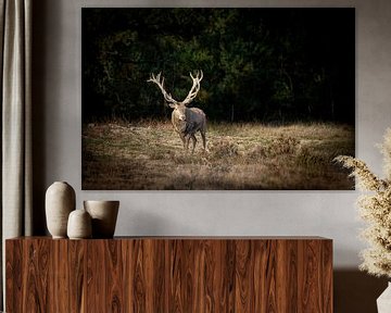 Red deer, king of the forest