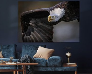 American Bald Eagle in flight