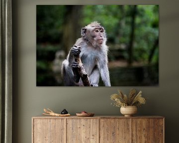 Poserende aap