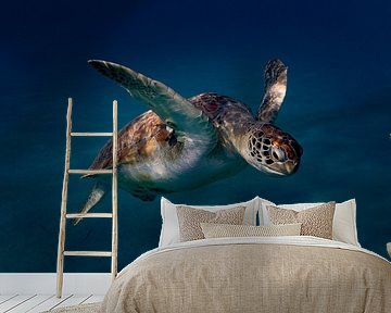 Schildkröte tauchen Hilfe von Bfec.nl