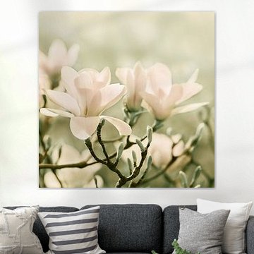 Magnolia sur Violetta Honkisz