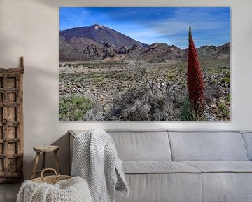 Echium wildpretii dans la caldeira du Pico del Teide sur Jarne Buttiens