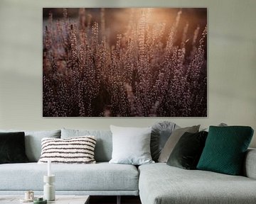 Purple Heath by Amber den Oudsten