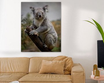 Koala in Tree by Jery Wormmeester