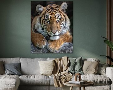 Sumatra-Tiger Junges Porträt von Jery Wormmeester