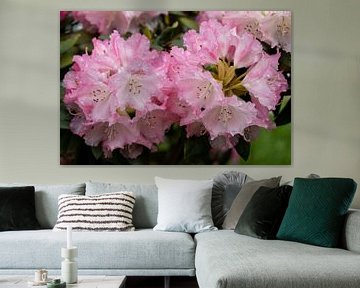 Pink Rhododendron by Ali Mahboubian