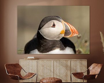 Close up of a charismatic Atlantic puffin by Bjorn Donnars