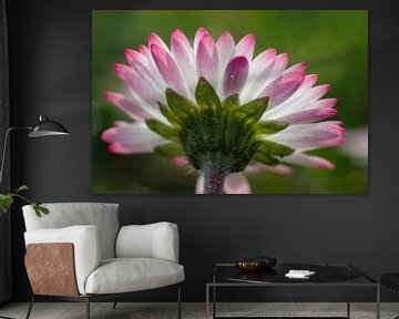 Farbige Blüte eines Gänseblümchens (Bellis perennis) von Jürgen Eggers