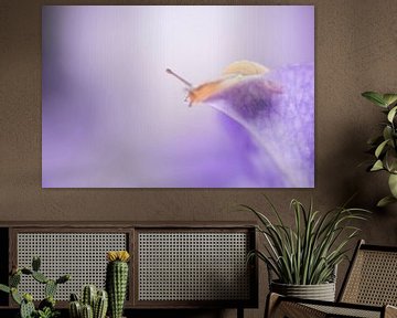 Nieuwsgierig slakje achter een transparant blad van de Petunia