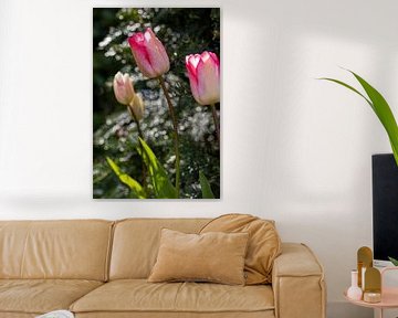 Tulpen in Hochformat von Ali Mahboubian