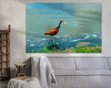 Der südamerikanische Jacana