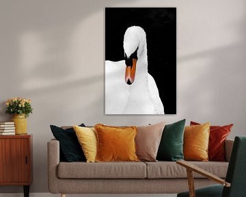 White swan by Jeanet Francke