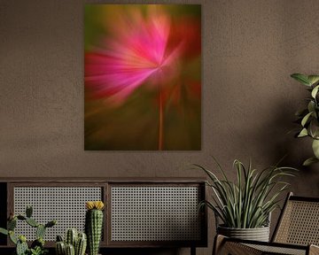 Modern Flower Cosmos in Regenboogkleuren van Maneschijn FOTO