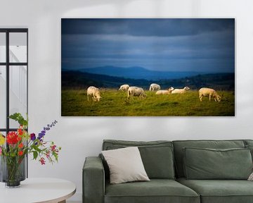 Moutons des Cotswolds sur Robert Ruidl