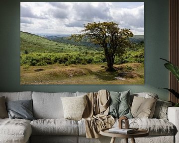 Boom in Dartmoor van Ingrid van Sichem
