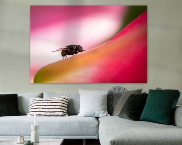 'Disco' fly on pink lily by Esther Wagensveld