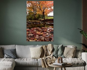 A maple tree in the park in autumn by Claude Laprise