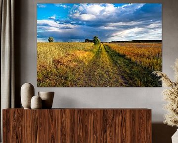 Summer wheat field and wildflower meadow in the Oder-Spree district by Silva Wischeropp