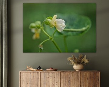 Witte groene bonen bloemen met boon van Iris Holzer Richardson