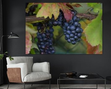 Donkere druiven van Moh-Art