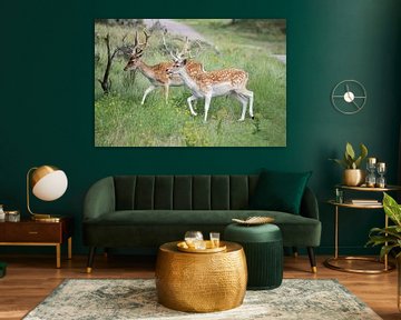 Deer by Wilna Thomas