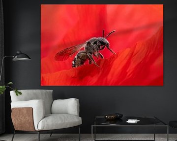 Bee in poppy by Wilna Thomas