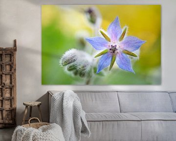 Blauwe Borage Bloem Met Geel van Iris Holzer Richardson