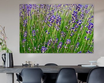 Zauberhafte Frühlingswiese mit magischem Lavendel  von Silva Wischeropp