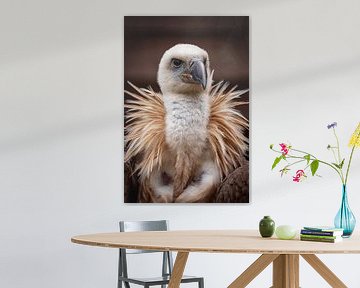 Portrait d'un vautour sur Roland Brack