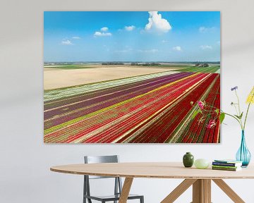 Tulips growing in agricutlural fields during springtime by Sjoerd van der Wal Photography