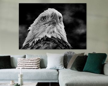 American bald eagle by Maickel Dedeken