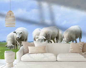 schapen op de dijk van M. B. fotografie