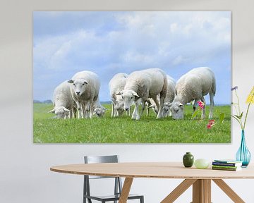 schapen op de dijk van M. B. fotografie