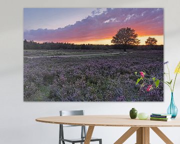 flowering heather at sunset by Petra Vastenburg