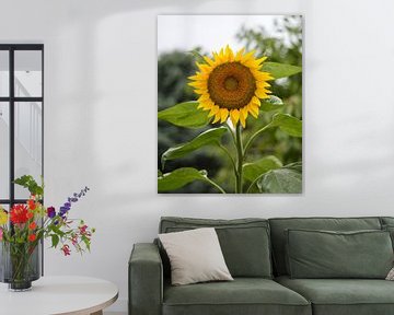 Sonnenblume Frontal Aufnahme von Moh-Art