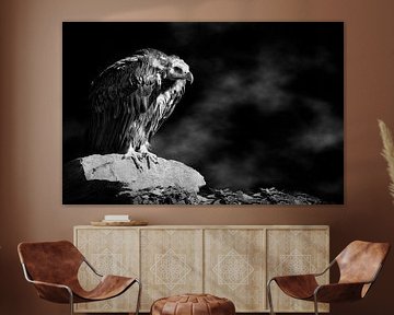 The vulture on the rock