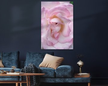 Grote roze roos met regendruppels van Iris Holzer Richardson