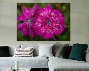 Sweet William Flowers Magenta na een regenbui van Iris Holzer Richardson