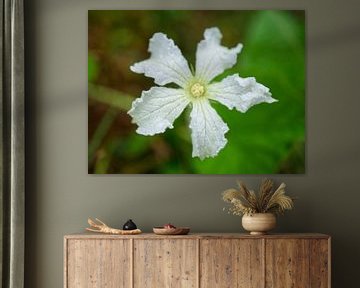Witte kalebas kalebasbloem van Iris Holzer Richardson